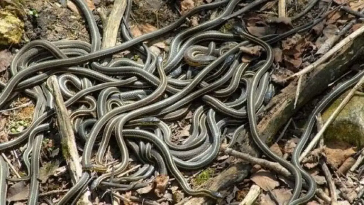 Snake island, brazil, most dangerous places in the world, ilha de queimada grande, most dangerous snake in the world, snake island brazil, स्नेक आइलैंड, ब्राजील, दुनिया की सबसे खतरनाक जगह, weird news, strange news, bizarre news, ajab gajab, ajab gajab news, ajab gajab story, ajab gajab khabre, khabre zara hatke, अजब गजब, अजब गजब खबरें, हटके खबर, जरा हटके, खबरें जरा हटके