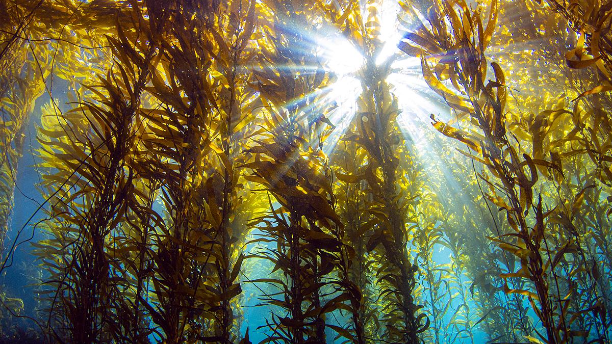 Forests in sea, Underwater forest, Jungle, Marine Jungle, Sea of Australia, Sea of South Africa, Journal of Global Ecology and Biogeography, पानी के अंदर जंगल, समुद्री जंगल, ऑस्ट्रेलिया का समुद्र, साउथ अफ्रीका का समुद्र, ग्लोबल इकोलॉजी एंड बायोजियोग्राफी जर्नल