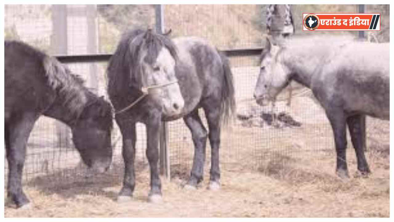 Lavi Fair Rampur Bushahr, Chamurthi horses, Himachal Pradesh horse show, Rampur Bushahr Lavi Mela 2025, Chamurthi horse breed, Himachal horse fair, Bushahr horse trade, Lavi Mela history, horse racing Himachal Pradesh, livestock fair India
