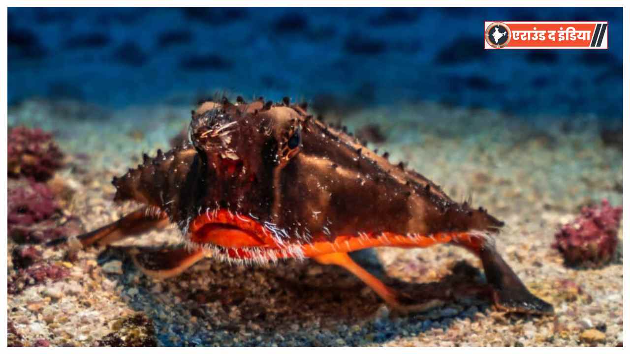 Red Lipped Batfish,Galapagos Batfish,Strange sea creatures,Deep sea fish species,Red lips fish,Batfish hunting technique,Anglerfish style hunting,Marine life Galapagos Islands,Weird looking fish,Deep ocean biodiversity
