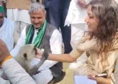 लंगूर ने थाम लिया DM का पल्लू, मुस्कुराकर बोलीं—‘नो मटरू, मैं यहीं हूं’; बागपत में दिखा दिल छू लेने वाला नज़ारा