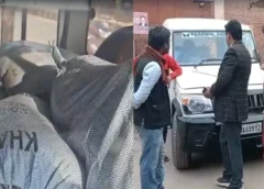 कहीं आप भी तो नहीं खाने वाले हैं जहर! होली से पहले गोरखपुर में 14 बोरी संदिग्ध खोवा जब्त, बोलेरो में भरा था माल