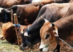 यूपी में गो संरक्षण अभियान से जुड़ेंगे Gen Z, तैयार होंगे 10 हजार ‘गो मित्र’; ट्रेनिंग के बाद गांव-गांव बनाएंगे नेटवर्क